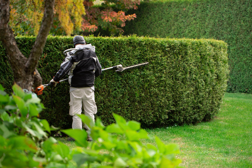 gardener-cuts-hedge-topiary-garden